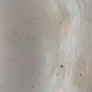 Meet your Posher, Cherry